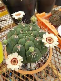 Its light, temperature, humidity preferences and any additional care it might need to. 67 Cactus Names Ideas Cactus Planting Succulents Cacti And Succulents