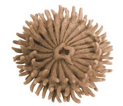 Image result for Arthropteris anniana