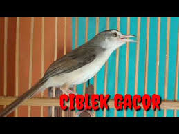 Entdecke rezepte, einrichtungsideen, stilinterpretationen und andere ideen zum ausprobieren. Video Ciblek Sawah Betina Memanggil Jantan Pancingan Ciblek Bikin Nyaut Dan Gacor Video Music Dowload An Overview Music Broadcast