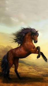 pretty horse wallpaper cool backgrounds
