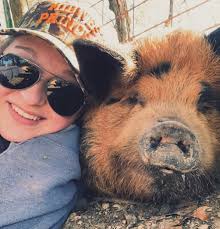 Pig lover wants more pigs