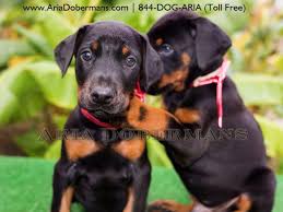 All of our english bulldogs are in private foster homes through out texas. Aria Dobermans Dog Breeders Houston Tx Doberman Puppies For Sale Doberman Puppy Dog Breeder