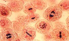 Cell division has to be carefully regulated. 7 Lab 7 Mitosis Animal Cells Ideas Animal Cell Mitosis Meiosis
