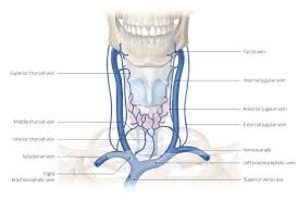 There are arteries in the neck as shown in the image. Overview Of The Head And Neck Region Amboss