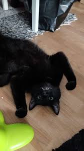 I have carpenter ants and i'm afraid to use any pest control services because i have an exotic bird, 3 cats and many lizards and other reptiles. Click The Photo For More Adorable And Cute Cat Videos And Photos Cutecats Cats Kittens Catvideos Cats Cute Cat Gif Black Cat