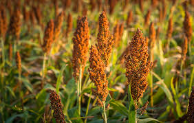 Image result for Sorghum