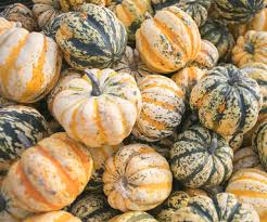 Image result for carnival acorn squash