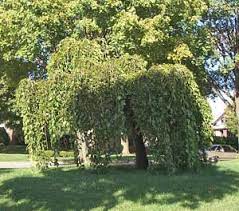 With regards to mulberry fruit, are weeping mulberry berries edible? Mulberry Weeping Pruning Winter Care And Fertilizing Hawks Landscape Inc