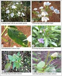 Image result for Dyschoriste radicans