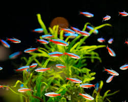 1000 références de poissons disponibles. Eau Douce Poissons D Eau Douce Plantes Aquatiques Philanima