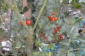 Tomato cages or fully surrounding supports. Palmerton Man Has A Green Thumb When It Comes To Tomatoes Times News Online