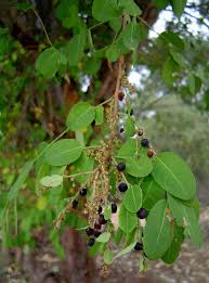 Image result for Phyllanthus beillei
