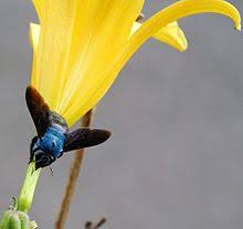 Bumble bees and carpenter bees are a regular feature in almost every american yard. Carpenter Bee Wikipedia