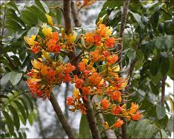 Roast your beans for 20 minutes at 400 degrees fahrenheit for a nuttier. Real World Gardener Black Bean Tree In Plant Of The Week