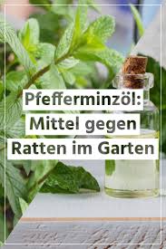 Pfefferminzol Ein Beliebtes Mittel Gegen Ratten Im Garten In 2020 Ratten Pfefferminze Tierfutter