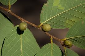 Image result for Bridelia ferruginea