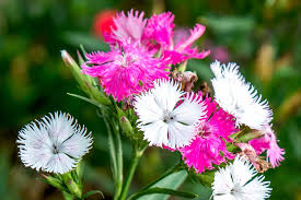 Dianthus had a short blooming season until 1971, when a breeder learned how to grow forms that did not set seed and, therefore, have a prolonged bloom period. Perennial Dianthus Plant Care Growing Guide