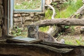 Посмотрите больше идей на темы «манул, кот, дикие». Manul Picture Of Zoo Jihlava Jihlava Tripadvisor