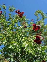 Image result for Brackenridgea zanguebarica