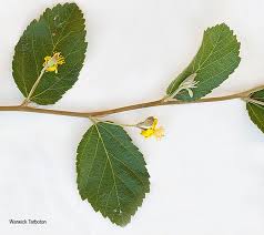 Image result for Grewia hornbyi