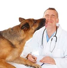 Support Pets Home3 Support Pets Dog Insurance Dog Stock Images Best Pet Insurance