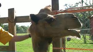 Did you scroll all this way to get facts about shrine and camels ? Dancing Camel Helps Raise Money For Shriners Hospitals For Children