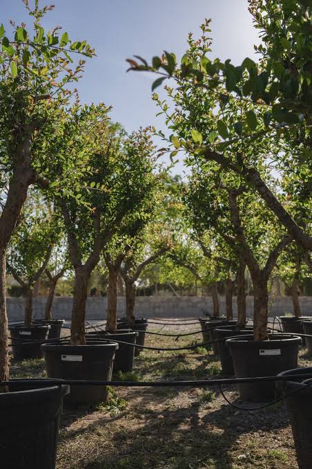 Conoce nuestros 5 árboles favoritos para dar sombra - Jardín postal