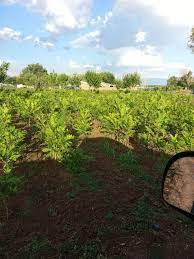 About A 1 Pecans Tree Farm A 1 Pecan Trees The Healthy Nut Pecan Tree Tree Farms Landscape