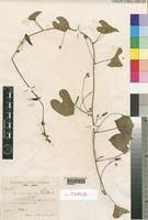 Image result for Ipomoea sinensis