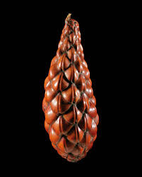 Image result for Raphia farinifera