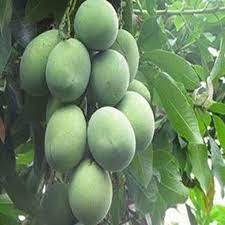 Jenis buah mangga harum manis memiliki sentra budidaya di daerah probolinggo, jawa timur. Jual Bibit Pohon Mangga Harum Manis Tinggi 1 5 S D 2 Meter Unggulan Berkualitas