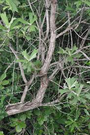 Image result for Tarchonanthus trilobus