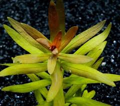 Image result for Nesaea dinteri