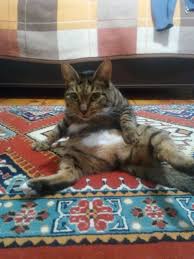 Kedi Ve Kopekte Mantar Hastaligi Tedavisi