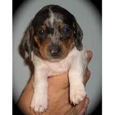 Find dachshund in dogs & puppies for rehoming | 🐶 find dogs and puppies locally for sale or adoption in british columbia standard wire dachshund puppies are 12 weeks and available now. Hoosier Hound Dachshund Breeder In Indianapolis Indiana