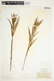 Image result for Cliffortia serpyllifolia