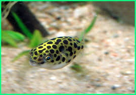 Jenis arwana platinum bisa dijual dengan harga sekitar 5,5 milyar rupiah. Cara Merawat Ikan Hias Buntal Tutul Hijau Di Akuarium Dunia Fauna Hewan Binatang Tumbuhan Fish Ikan Hias Tropical Fish