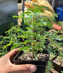 Image result for Acacia burkei