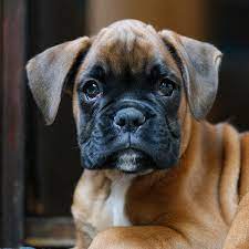 1 Boxer Puppies For Sale In Boston Ma Uptown Puppies