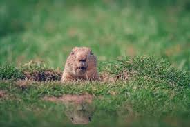 Check spelling or type a new query. Groundhog Holes Burrows Size Identification More Terminix