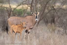 Image result for Oreosyce africana