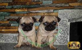 satilik pug mops ilani 05412625853 home facebook