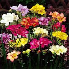 Robot Check Bulb Flowers Fragrant Flowers Freesia