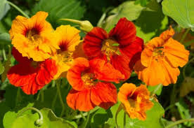 Luca marini si racconta nella gponecar: Fiori Arancioni Ideali Per Portare Colore Nel Giardino Autunnale