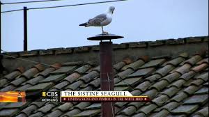 Sistine Seagull steals the spotlight ...