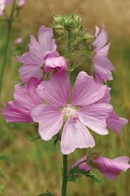Image result for Malvaceae subfamily Bombacoideae