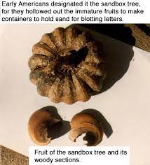 A sandbox tree (hura crepitans,possumwood or jabillo) as seen at campo the manchineel tree is said to be the most dangerous tree on earth. Botanical Beads Of The World