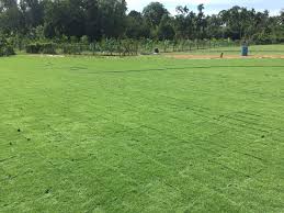 Memiliki kesamaan dalam jenis rumput tentunya membuat kita bingung ini yang terjadi pada rumput jepang dengan rumput swiss, dalam hal ini terkadang pembeli dikecohkan dengan kesamaan 2 jenis rumput tersebut, dari 2 jenis rumput ini rumput jepang memiliki harga dan kualitas lebih baik dari rumput swiss, rumput ini memang memiliki karakteristik yang sama namun terlihat jelas perbedaannya pada. Rumput Zoysia Matrella Atau Rumput Manila Rumput Jepang Tidak Kalah Dengan Rumput Lapangan Bola Eropa Tahun 2021 Jual Rumput Taman Dan Bibit Rumput Ternak