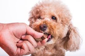 By purchase at the market for 1,400 (limited availability). 20 Life Changing 2020 New Year S Resolutions For You And Your Dog Highland Canine Professional Dog Training Solutions