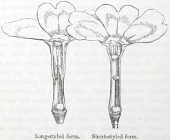 Image result for Rotala longistyla